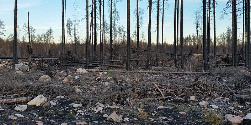 Vorsicht mit weggeworfenen Zigaretten: Die Waldbrandgefahr steigt