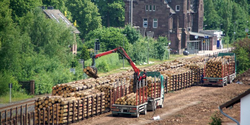 Rund 140 Lastwagen pro Woche: Güterumschlagplatz für Windbruchholz in Stadtoldendorf