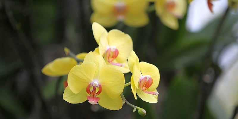 Heimische Orchideen beim Dorfkaffee in Arholzen