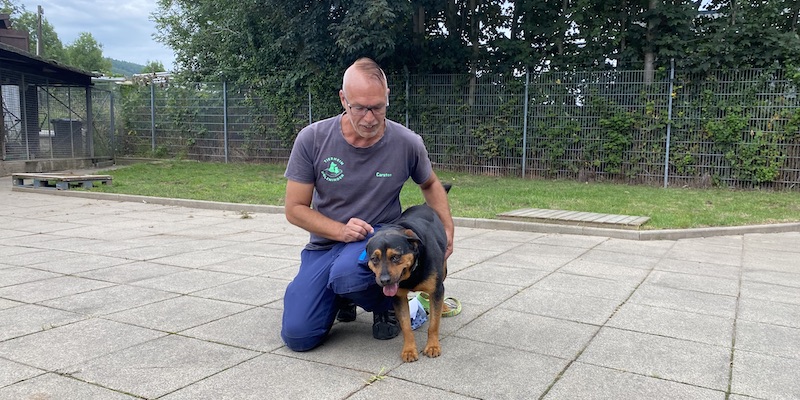 Erfolgreiche Spendenaktion: 968 Euro für Rottweiler-Hündin Lotte 