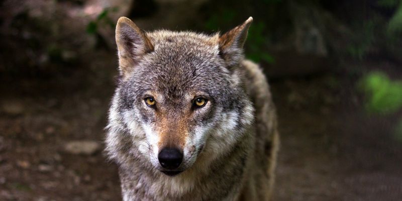 NABU reicht EU-Beschwerde gegen Niedersächsische Wolfsverordnung ein