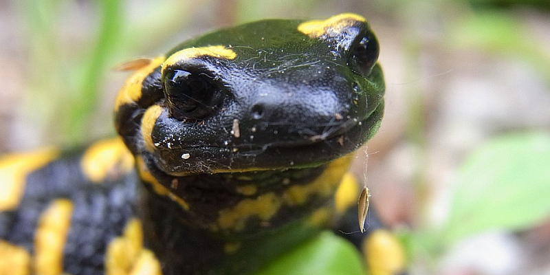 Hooptalstraße: Nächtliche Sperrung wegen wandernder Feuersalamander