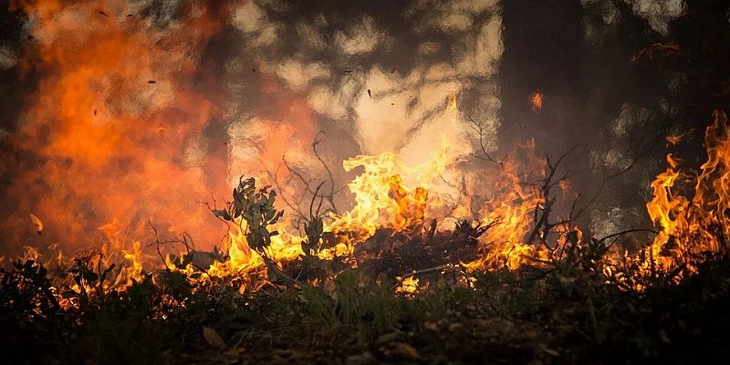 Innenministerium legt Aktionsplan zur Waldbrandbekämpfung vor
