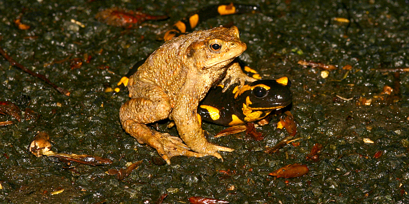 Achtung: die Amphibien wandern wieder - Straßensperrungen durch Landkreis eingerichtet