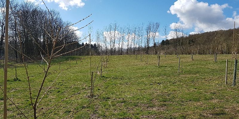 Lärchen-Samenplantage im Forstamt Dassel liefert Saatgut für Klimawälder