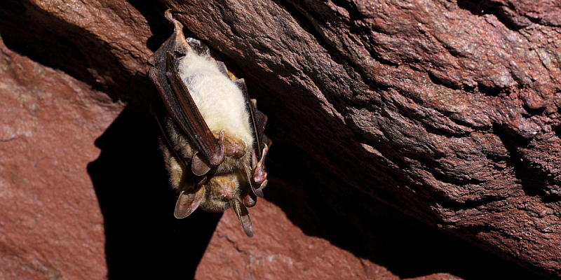 Fledermaus-Guano für Gärtner 