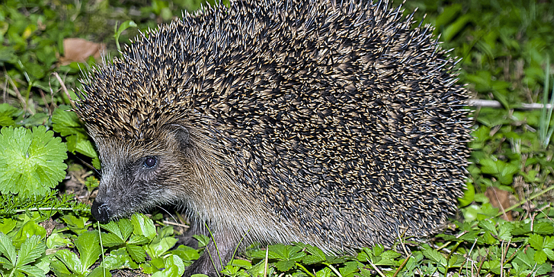 Der Igel: geliebt – und doch in Schwierigkeiten