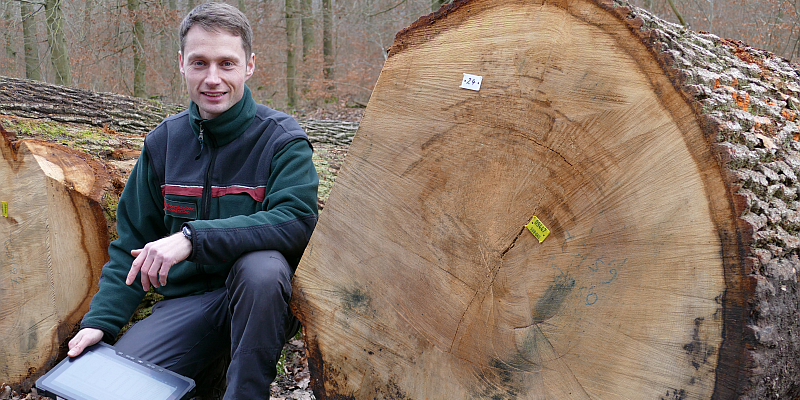 Baumstämme aus Beethovens Zeiten werden versteigert