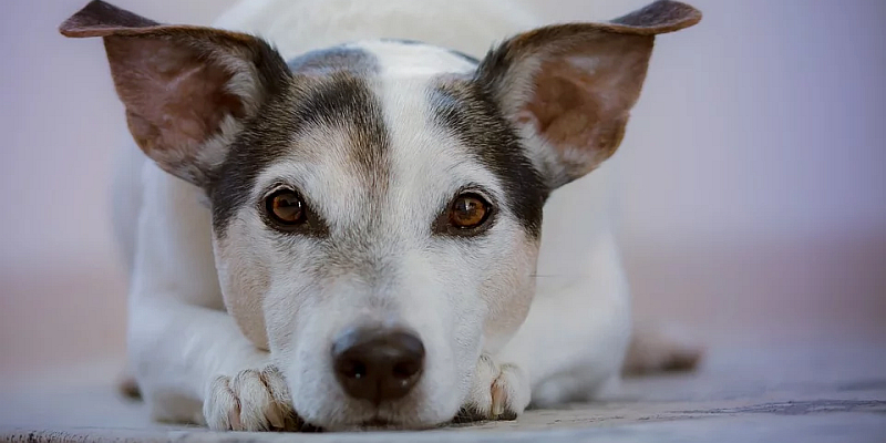 Flecken Delligsen informiert: Ab 1. Januar 2020 tritt neue Hundesteuersatzung in Kraft