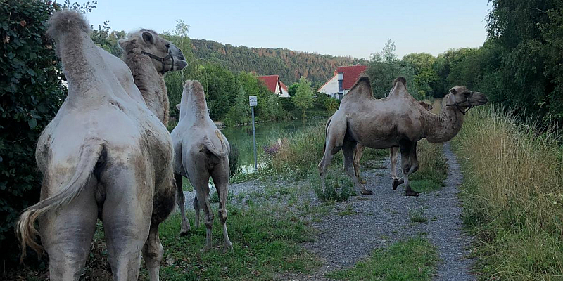 Kamele auf Entdeckungstour