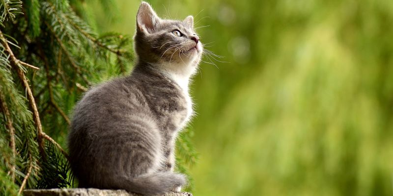 Stammtisch des Tierschutzvereins Stadtoldendorf/Eschershausen am 16. Oktober