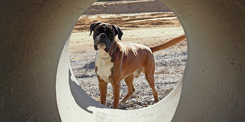 Boxer-Klub Gruppe Weserbergland feiert heute den „Tag des Hundes“