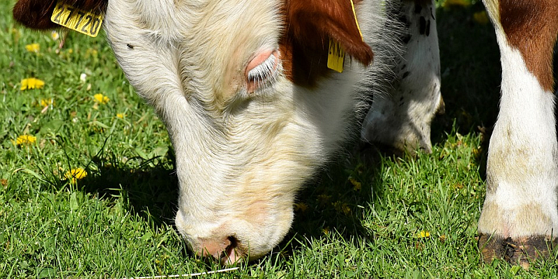 „Landwirtschaft erleben“ - Tag des offenen Hofes in der Solling-Vogler-Region im Weserbergland