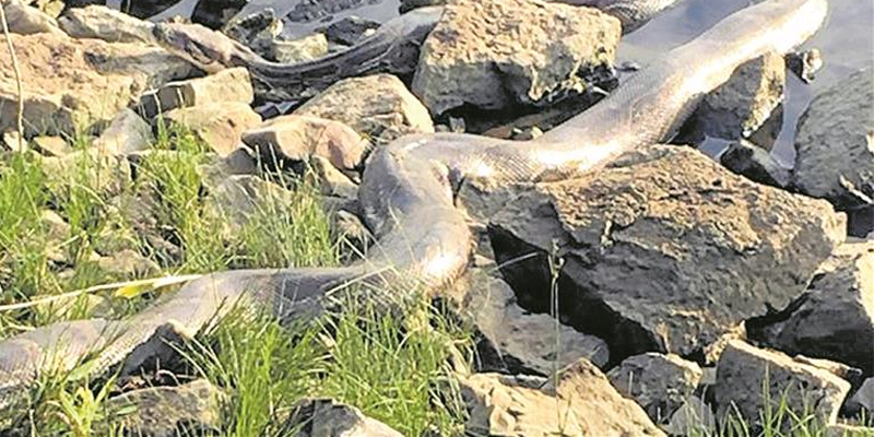 Würgeschlange in der Weser entdeckt