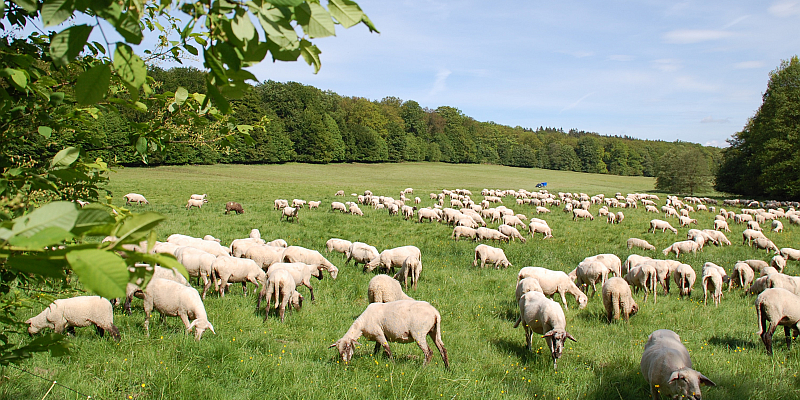 Landschaftspfleger auf vier Beinen: Exkursion „Schafe in der Landschaftspflege“ am Lebensraum Hasselbach im Schießhäuser Tal