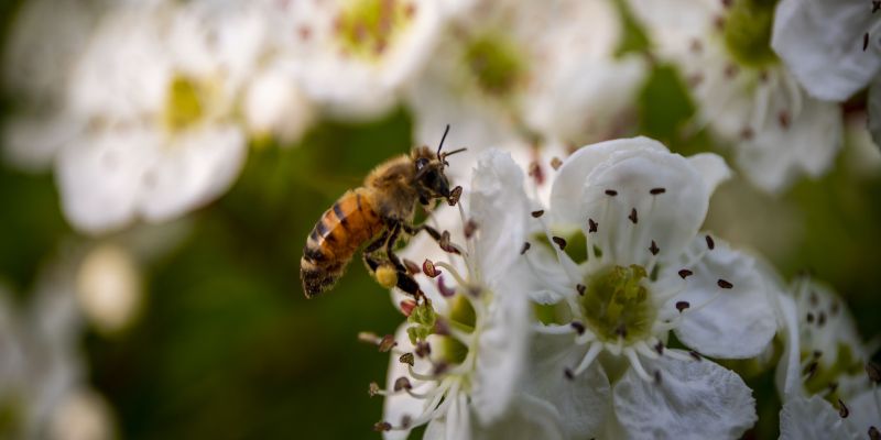 Teil 2 der neuen Artikelreihe #NaturgeWINn:Das große Summen: zwischen Bienen, Hummeln und Hornissen