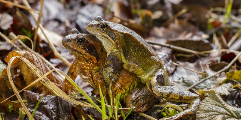 Große Wanderung der Amphibien