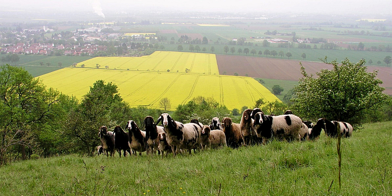 Landschaft erleben - NABU-Wanderung am Burgberg