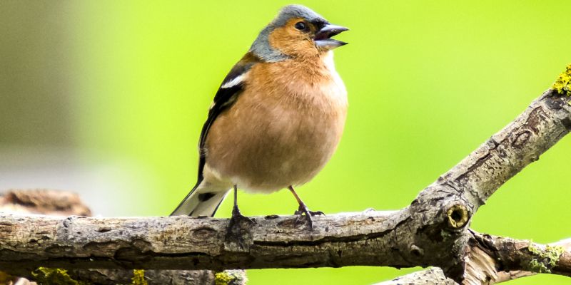 Vögel zählen von Vatertag bis Muttertag: ABU lädt zur Mitmach-Aktion „Stunde der Gartenvögel“ ein