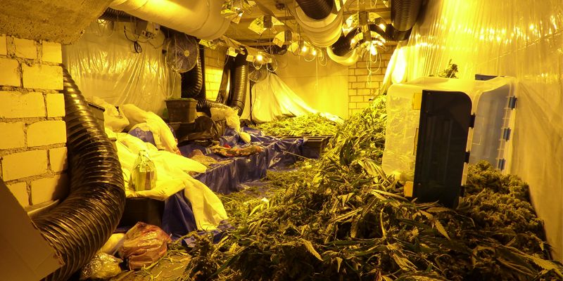 Drogenplantage in Bosseborn - Sechs Personen gehen in Haft