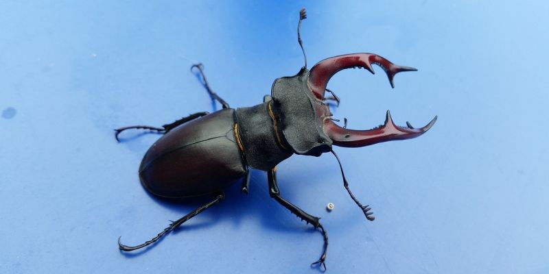 Der Naturpark Solling-Vogler eröffnet die Draußen-Saison für Groß und Klein