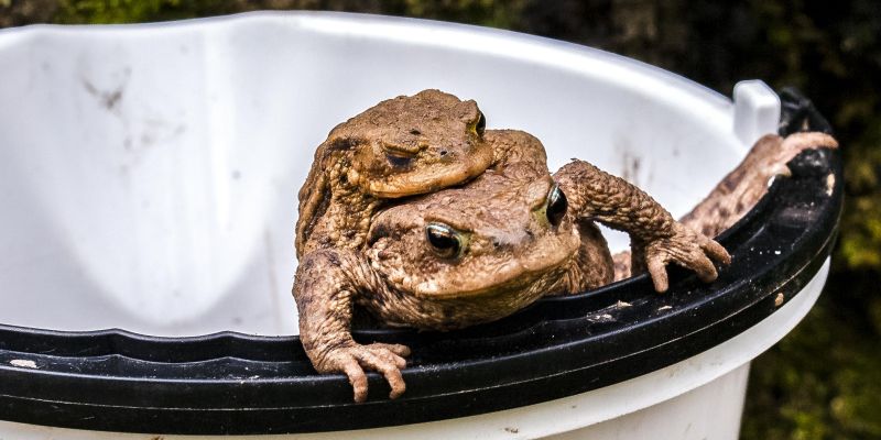 Amphibienwanderung geht weiter - NABU Niedersachsen bittet Autofahrer um Rücksichtnahme