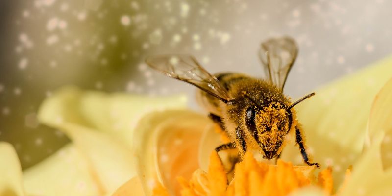 80.000 Euro für Insektenschutz in Holzminden: Niedersächsisches Umweltministerium gibt 1,3 Millionen Euro für Biologische Vielfalt in Städten und Dörfern