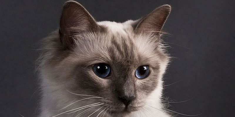 Internationale Katzenausstellung am 03. und 04. November 2018 in der Rattenfängerhalle in Hameln
