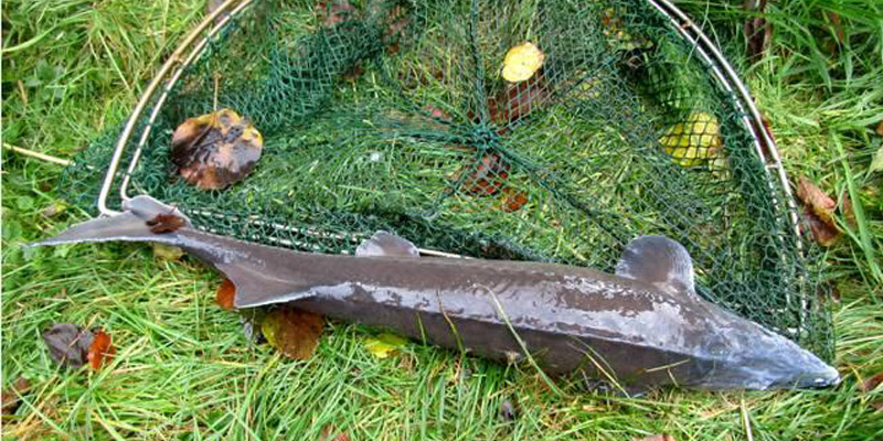 Zuchtfische aus Teiche entwendet - mehrere tausend Euro Schaden - Zeugenaufruf