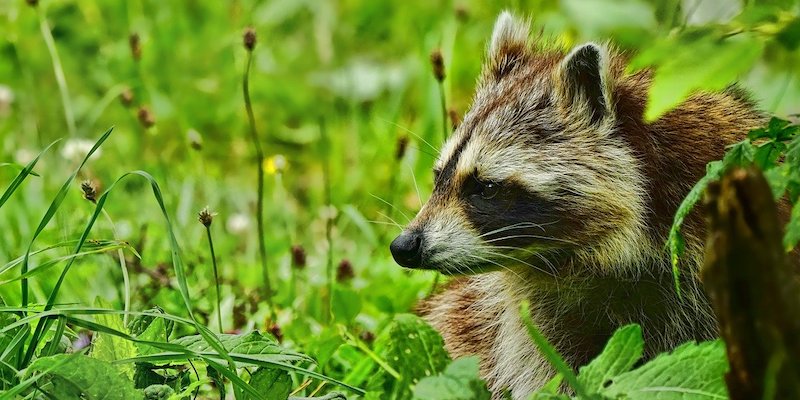 Verdacht auf Staupe: Waschbär in Stadtoldendorf eingeschläfert 