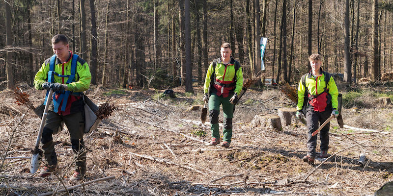 Auszubildende der Niedersächsischen Landesforsten pflanzen klimastabilen Wald