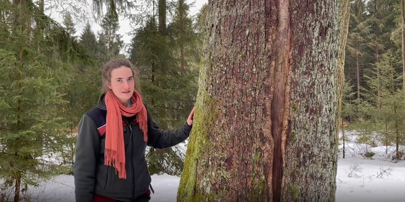 Förster*innen erklären den Wald: LEADER-VoglerRegion startet Video-Reihe