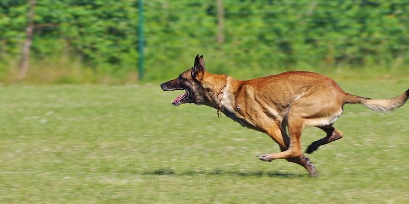 Deutsche Meisterschaften und Jugendmeisterschaften des Schäferhundvereins im Rally-Obedience