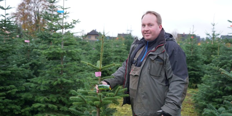 12 Jahre Wachstum für einmal Weihnachten: Blick hinter die Kulissen einer Nadelholzkultur